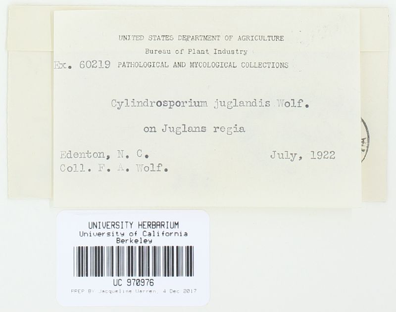 Cylindrosporium juglandis image
