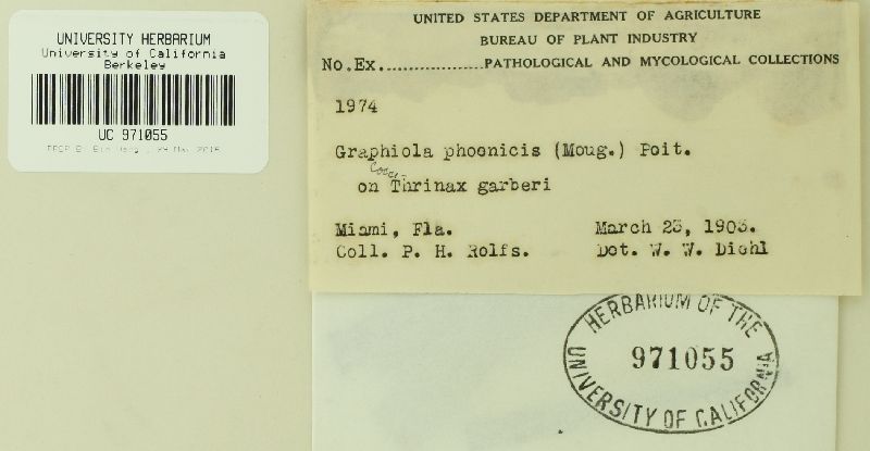 Graphiola phoenicis image