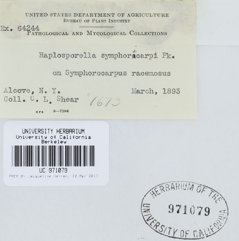 Aplosporella symphoricarpi image