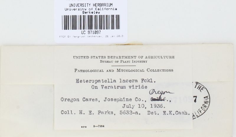 Heteropatella lacera image