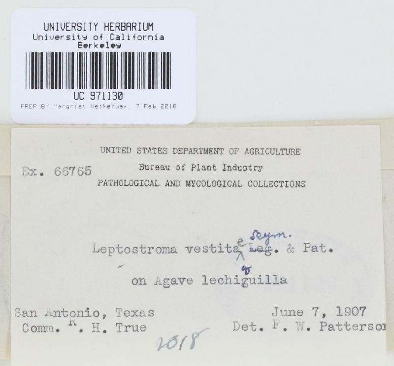 Leptostroma vestitae image