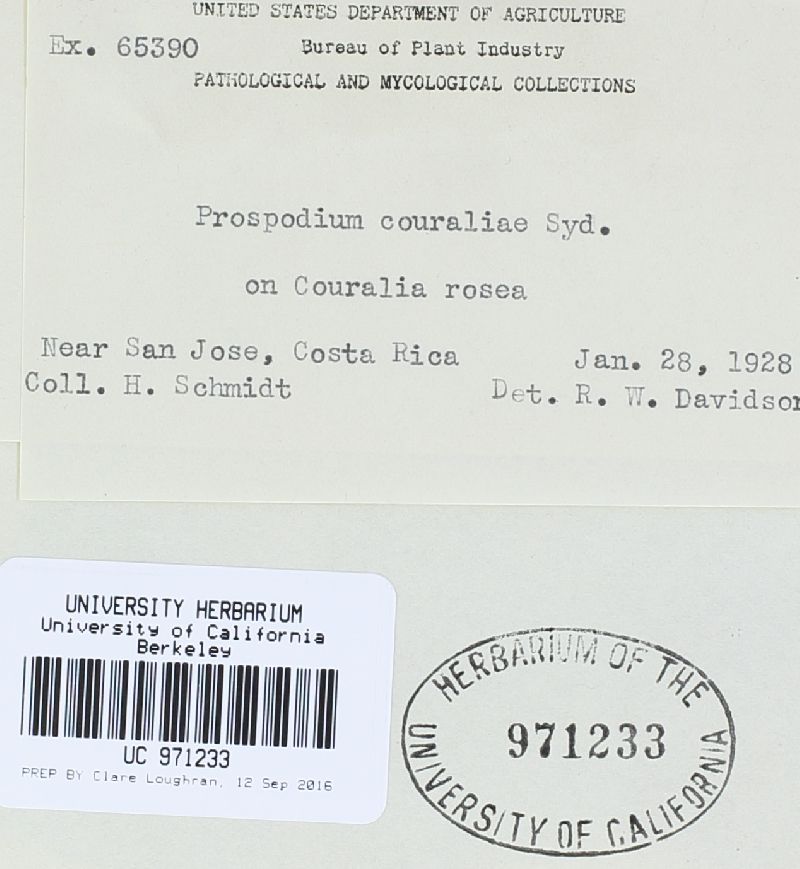 Prospodium couraliae image