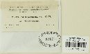 Puccinia hieracii image
