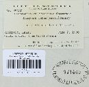 Uromyces viciae-fabae var. viciae-fabae image