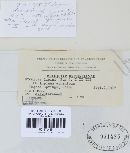 Uromyces lupini image