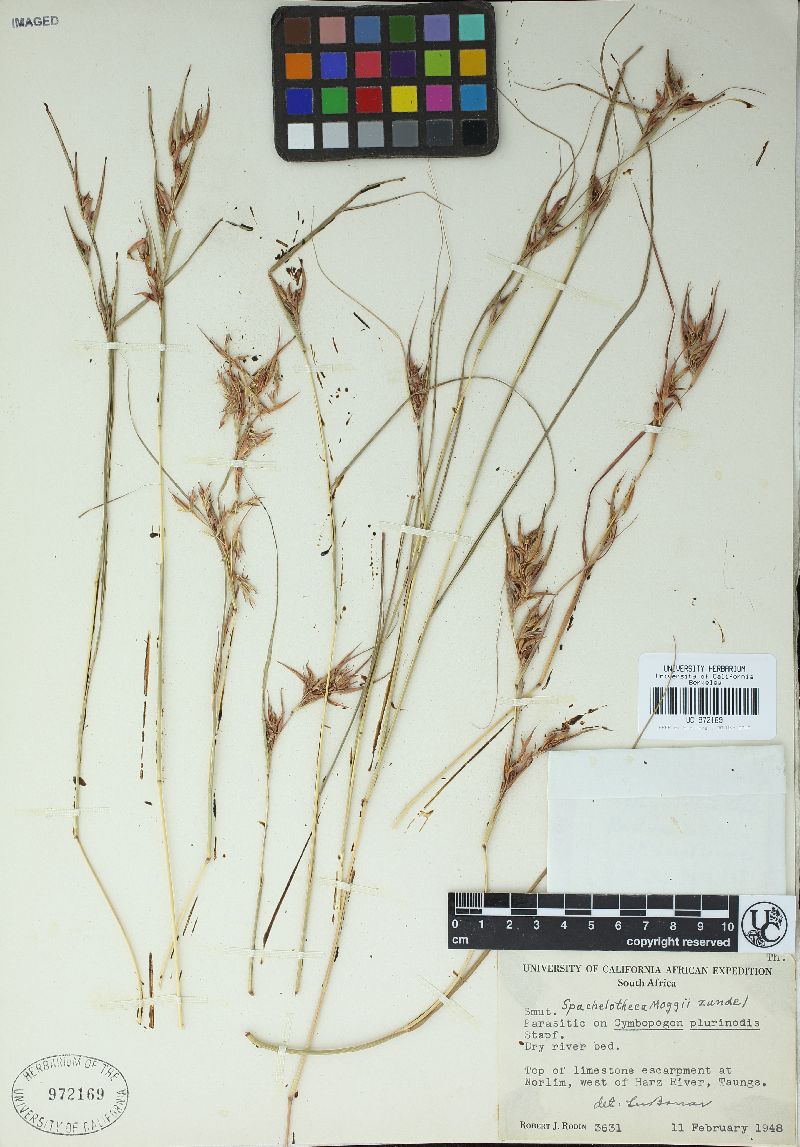 Sphacelotheca moggii image