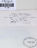 Rutstroemia firma image