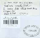 Stropharia coronilla image