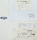 Puccinia recondita image