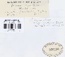 Puccinia violae image