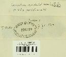 Cronartium occidentale image