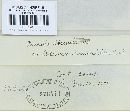 Puccinia tanaceti image