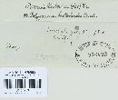 Puccinia bistortae image
