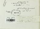 Puccinia graminis ssp. graminicola image