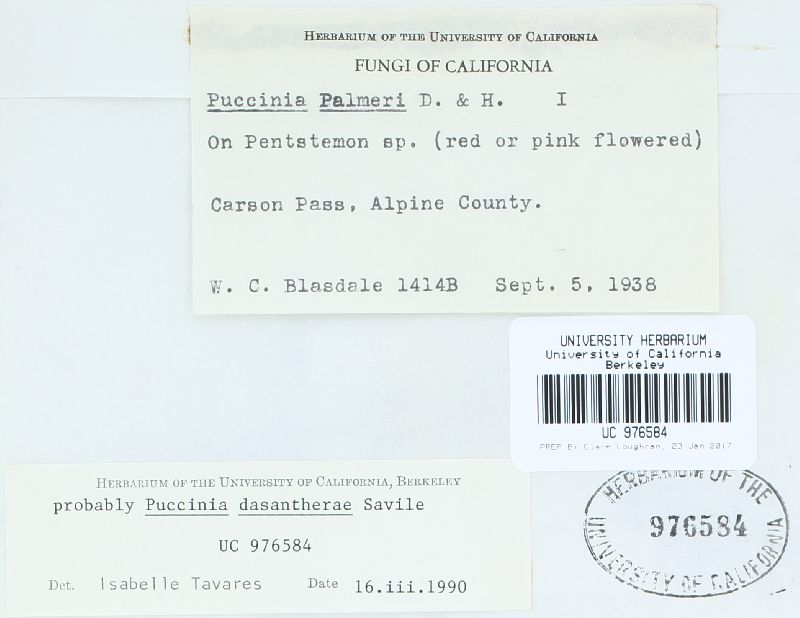 Puccinia dasantherae image