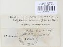 Pucciniastrum goeppertianum image