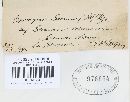 Uromyces geranii image