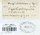 Erysiphe pisi var. pisi image