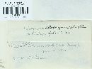 Coleosporium asterum image