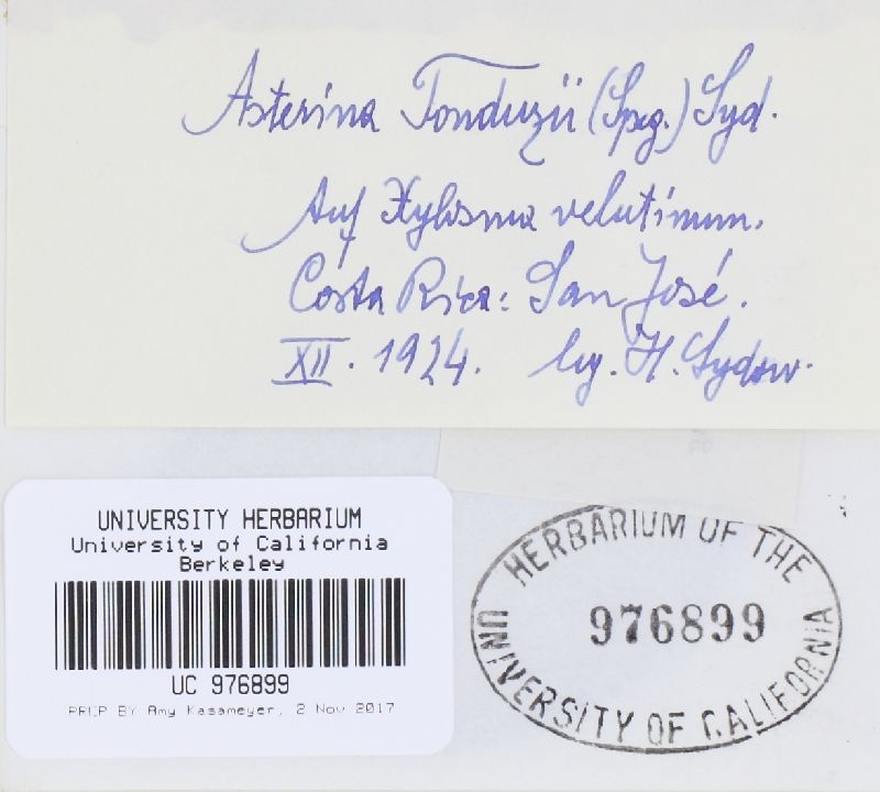 Asterina tonduzii image
