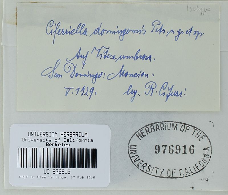 Ciferriella domingensis image