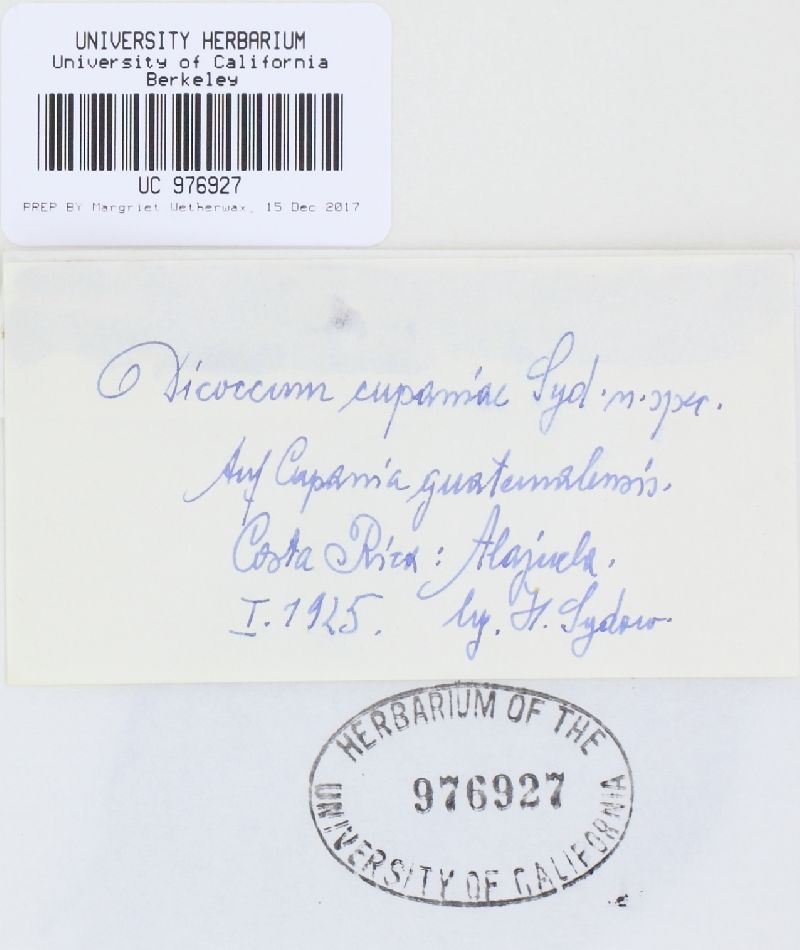 Dicoccum cupaniae image