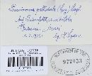 Pucciniosira pallidula image