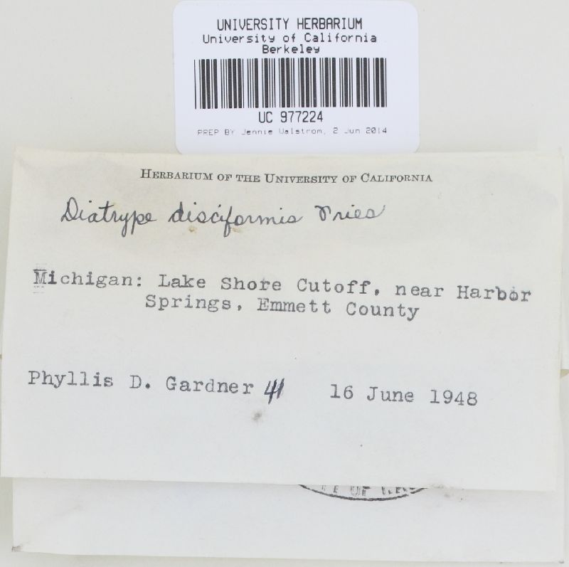 Diatrype disciformis image