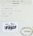 Cerrena unicolor image