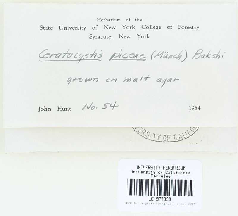 Ophiostoma piceae image