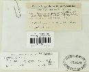 Puccinia graminis image