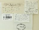 Puccinia graminis image