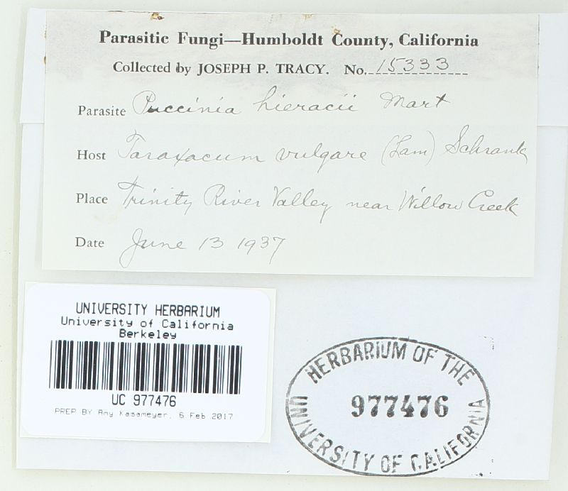 Puccinia hieracii image
