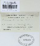 Puccinia arenariae image