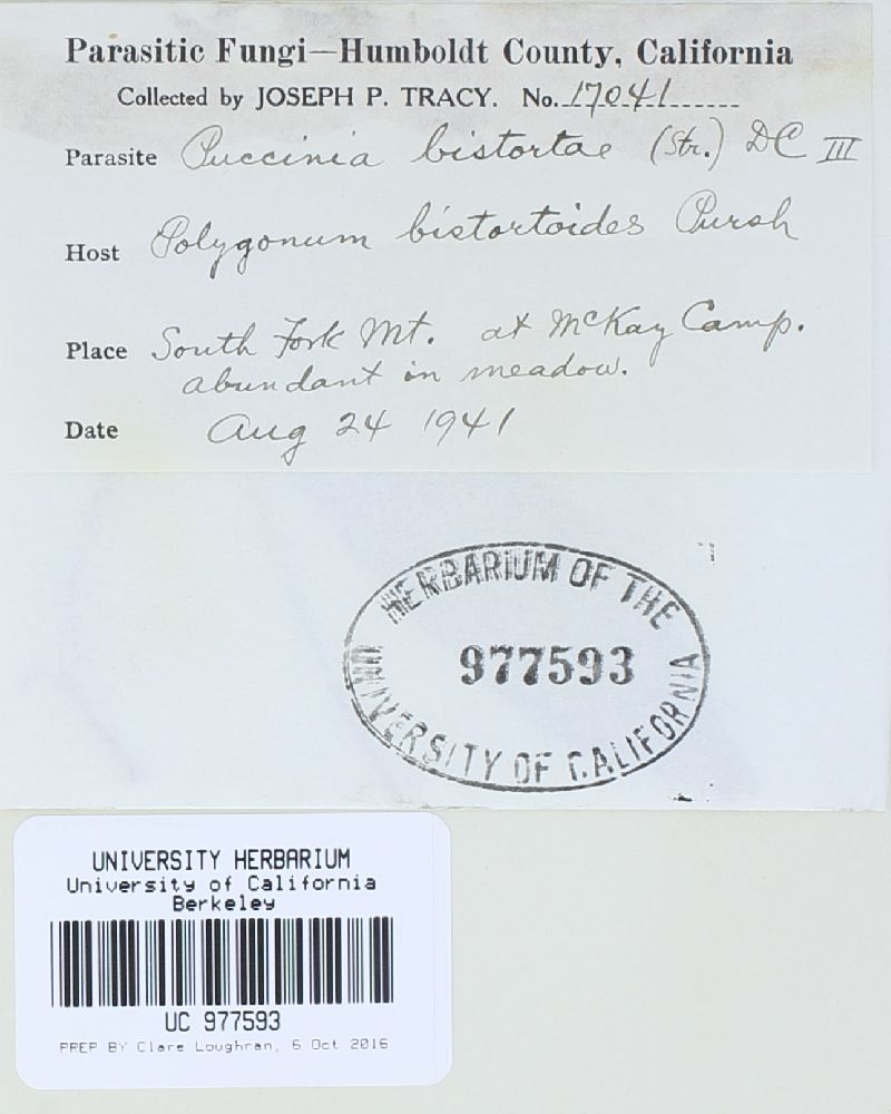 Puccinia bistortae image
