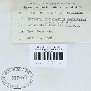 Puccinia recondita image