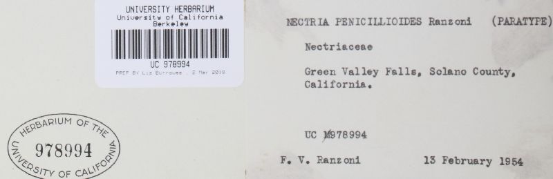 Nectria penicillioides image
