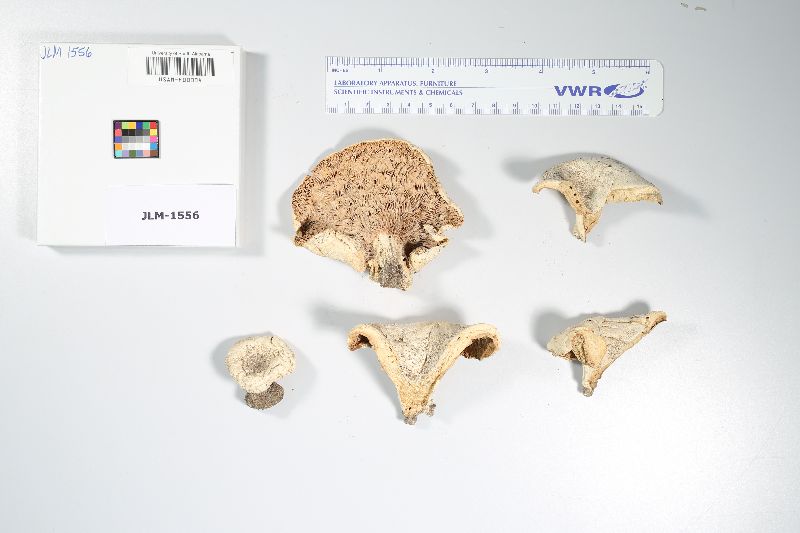 Russula romagnesiana image