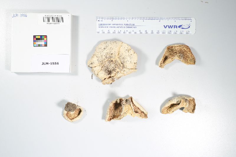 Russula romagnesiana image
