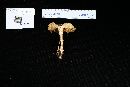 Megacollybia platyphylla image