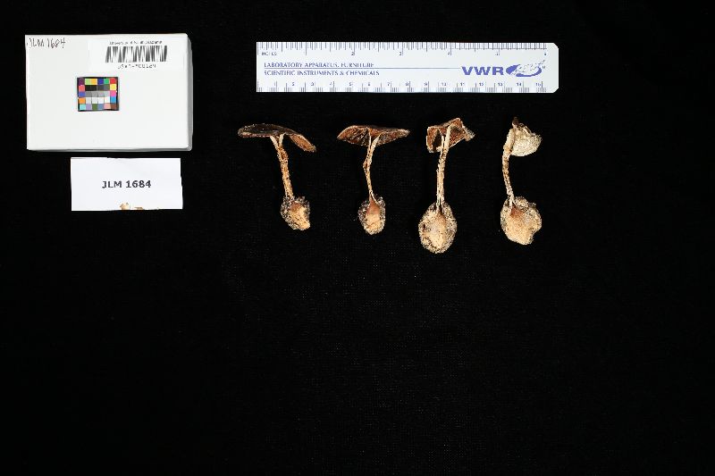 Amanita maculans image