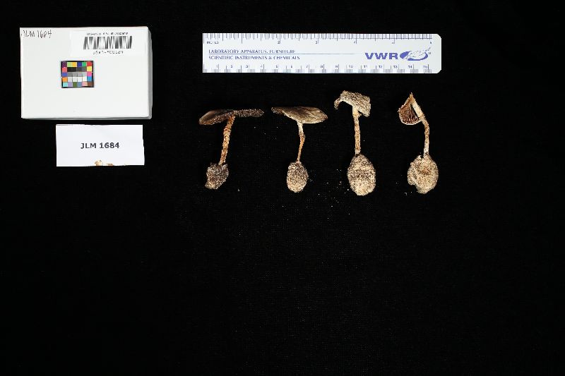 Amanita maculans image