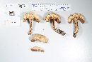 Boletus firmus image