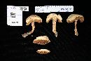 Boletus firmus image