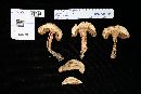 Boletus firmus image