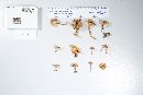 Cantharellus tabernensis image