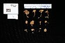 Cantharellus tabernensis image