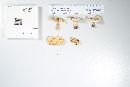 Lactarius piperatus image