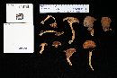 Lactarius volemus image