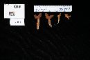 Lactarius volemus image